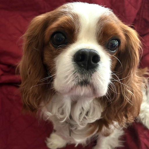 Boomer, a Cavalier King Charles Spaniel, looking directly at the camera